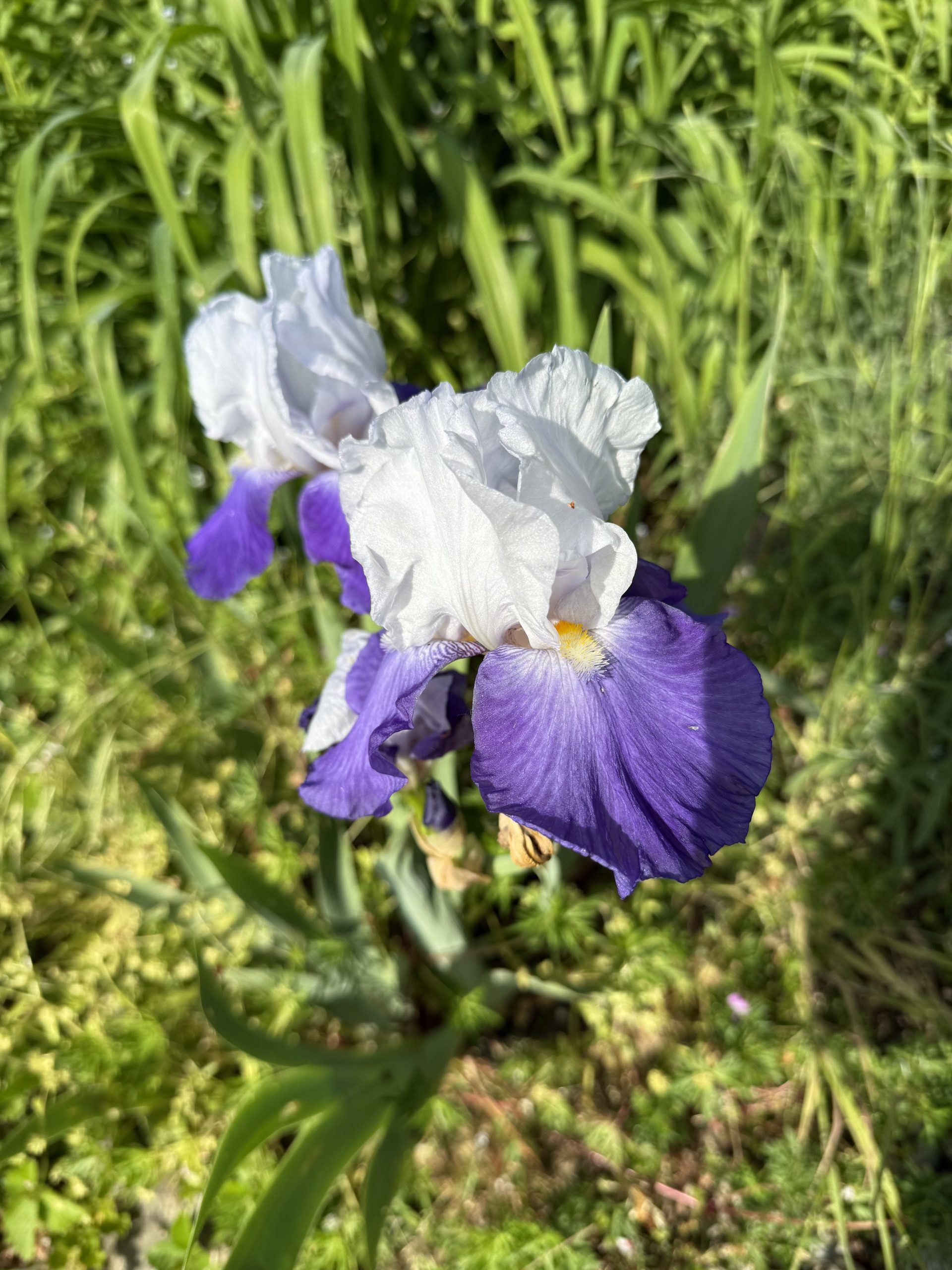Five-week challenge – FREE!